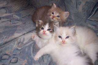 Verkaufe 3 Schöne Persermix Kitten