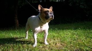 FRANZ. BULLDOG ZUCHT -COTTBUS, STELLT EIGENEN DECKRÜDEN ZUM DECKEN FREI
