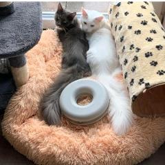 Maincoon Katzen