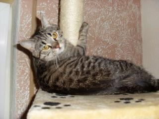 Main Coon Perser Mix