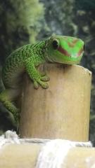 Phelsuma grandis Madagaskar Taggecko 0. 0. 4