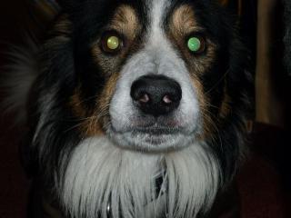 Liebevoller border collie sucht neues zuhause