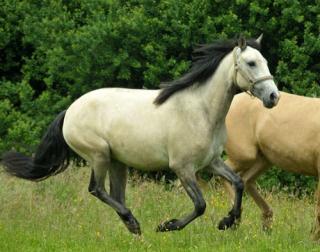 Elegante Lusitano Jungstute