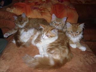 4 reinrassige Maine Coon Kitten