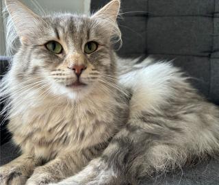 Norwegische Waldkatze