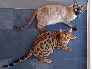 2 brilliante Bengal Kater abzugeben Brown Tabby Solid Snow Stammbaum