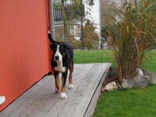Großer Schweizer Sennenhundwelpen