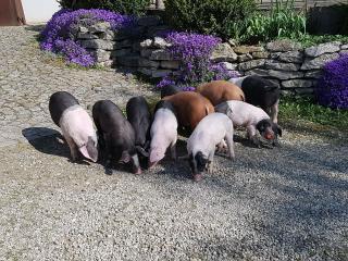 Ferkel Dreirassenkreuzung Schweine Schwäbisch-Hällisch, Duroc, Pit