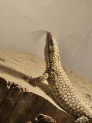 Stachelschwanz Waran Yellow Ackie