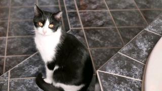 Wer hat Katze Suki gesehen