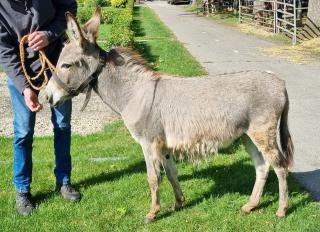 Esel Zwergesel Stute und 2 Wallache mit Pässe