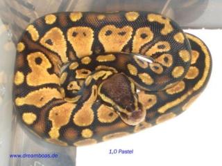 Boa con. Morelia Spilota Pyrhon regius