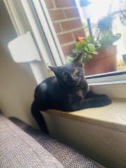 Katze verkaufen heißt bagera sucht ein neues wohnung