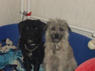 JACKRASSEL-MOBS-MIXX ZWERKSCHNAUZER-DACKEL-MIXX