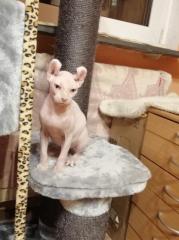 Sphynx Elf reinrassig