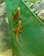 Sceloporus Cyanogenys / Blauer Stachelleguan 3 Jungtiere