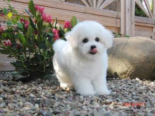 Bichon Frise