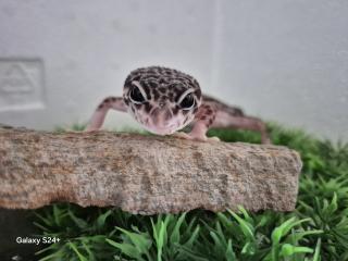 Leopardgecko MssBn Eclipse aus 2023