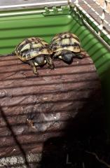 Griechische Landschildkröten