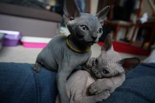 Canadian Sphynx Kitten