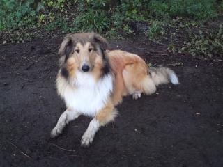 Sportlicher, erzogener Collie abzugeben