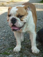 Englische Bulldogge Spike - Deckrüde