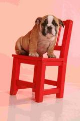 Englische Bulldogge -Liebhaberzucht hat noch Welpen zu verkaufen.