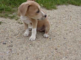 American Stafford weiblich 8 Wochen