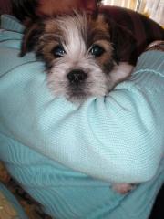 Jack Russel Lhasa Apso Mix Welp in