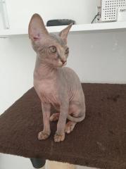 Canadische Sphynx Kitten Mädchen abholbereit