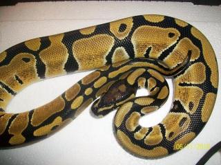 Python regius 1. 0 Vanilla von 10. 2021