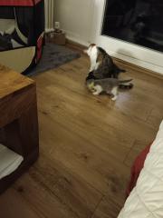 5 Katzenbabys zu verkaufen