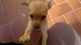 Chihauhau 3 Monate alt sucht neues zuhause