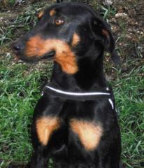 Oliver - Ein kleiner Gentleman