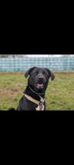 Hundebetreuung, Hundesitter gesucht