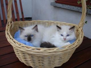 Ragdoll mädels