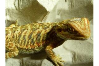 Bartagamenbabys Hypo Leatherback zu verkaufen
