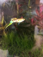 Endler Guppy Pärchen blond, bunt filigran Untenschwert .