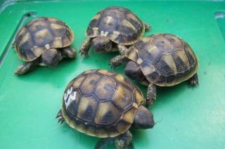 Griechische Landschildkröten bei Berlin