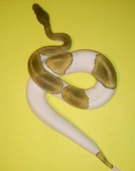 Noch aktuell 1. 1 Königspythons, mojave piebald und mojave YB het Piebald