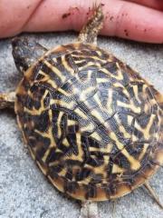 Terrapene ornata ornata eigene NZ 2022