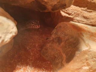 Leopardgecko