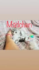 Maine Coon Kitten