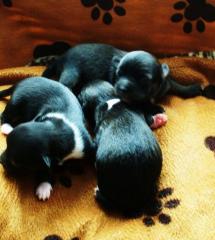 Verkauf von Chihuahua Welpen