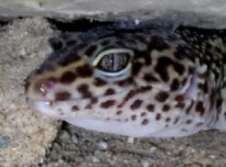 1. 2 Leopardgeckos