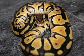 1. 1 Pastel 100 GS 50 Het Clown