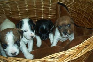 Jack Russell Welpen-Rauhaar und niederläufig-