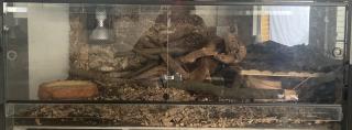 2 Kornnattern mit Terrarium