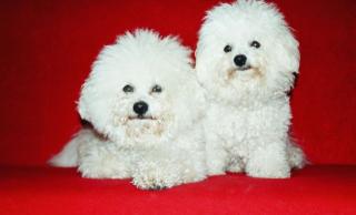 Bichon Fris Deckrüde