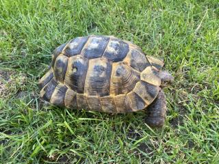 Verkaufe 2 griechische Landschildkröten, männlich